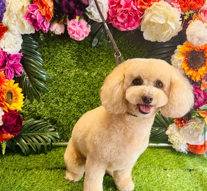 Apricot poodle cross with a round teddy face trim on the flower wall