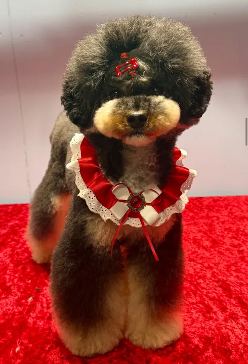 Black poodle with a red and white ruff collar