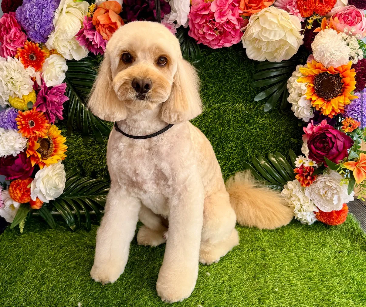 Apricot cockapoo with a soft, rounded teddy bear trim