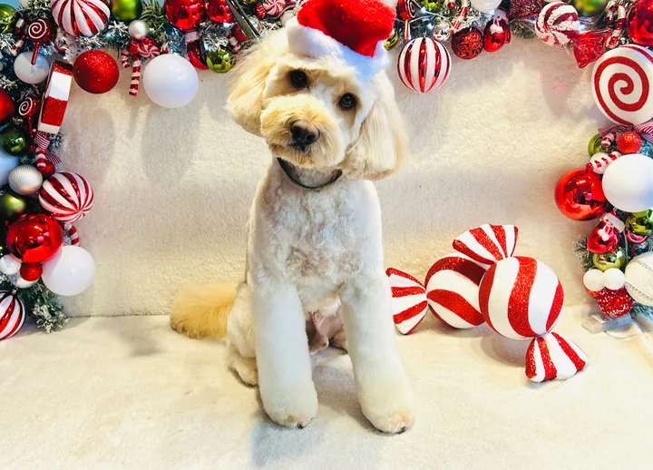 Cream cockapoo in a Christmas photo set with candy canes