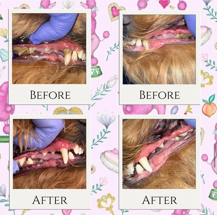Before and after photos of a dog's teeth cleaning treatment