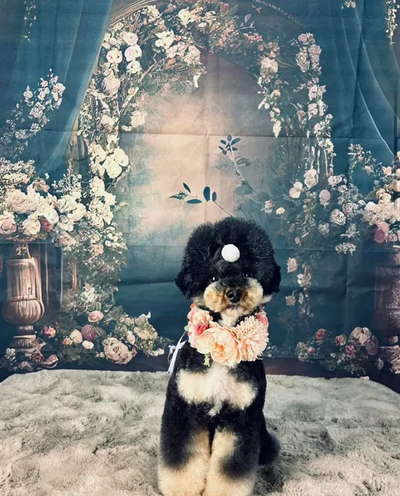 Black and white doodle with a floral collar in front of a rose arch backdrop