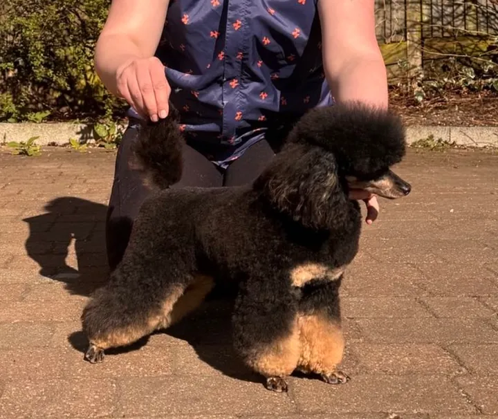 Black and tan miniature poodle stacked outdoors after a show style groom