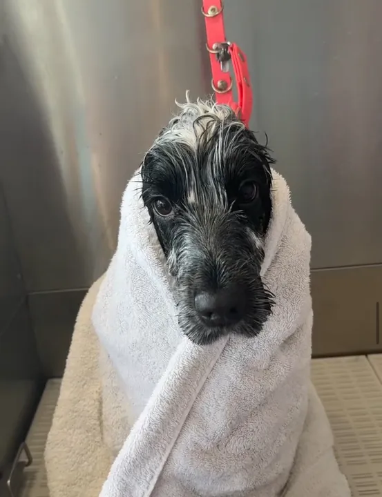 Black and white spaniel wrapped in a towel after a bath
